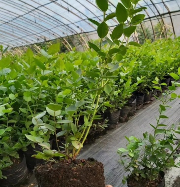 2年生生大果蓝金蓝莓苗3年生大果蓝金蓝莓苗,提供技术