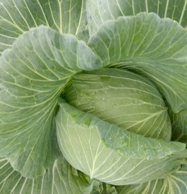 脆莲白绿园四号请联系