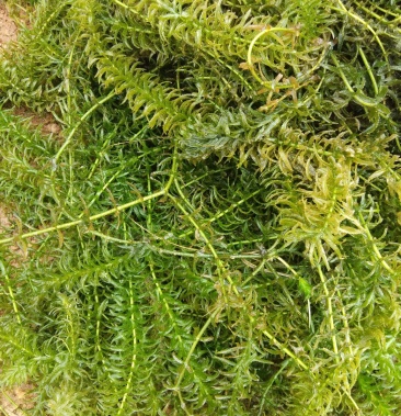 [沮草批发]广西伊乐藻供应商大量有货价格2.00元/斤 - 一亩田