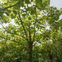 楸树8---20公分产地直销可以看货