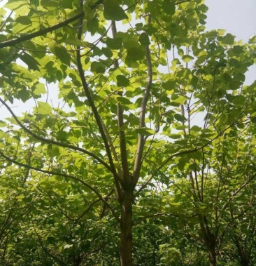 楸树8---20公分产地直销 可以看货