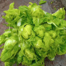 🔥热销🔥儿菜，品种纯正优良品质保证价格美丽