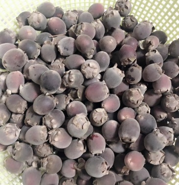 新鲜出炉的桃金娘果又名多尼山稔子产地直销只发当天货