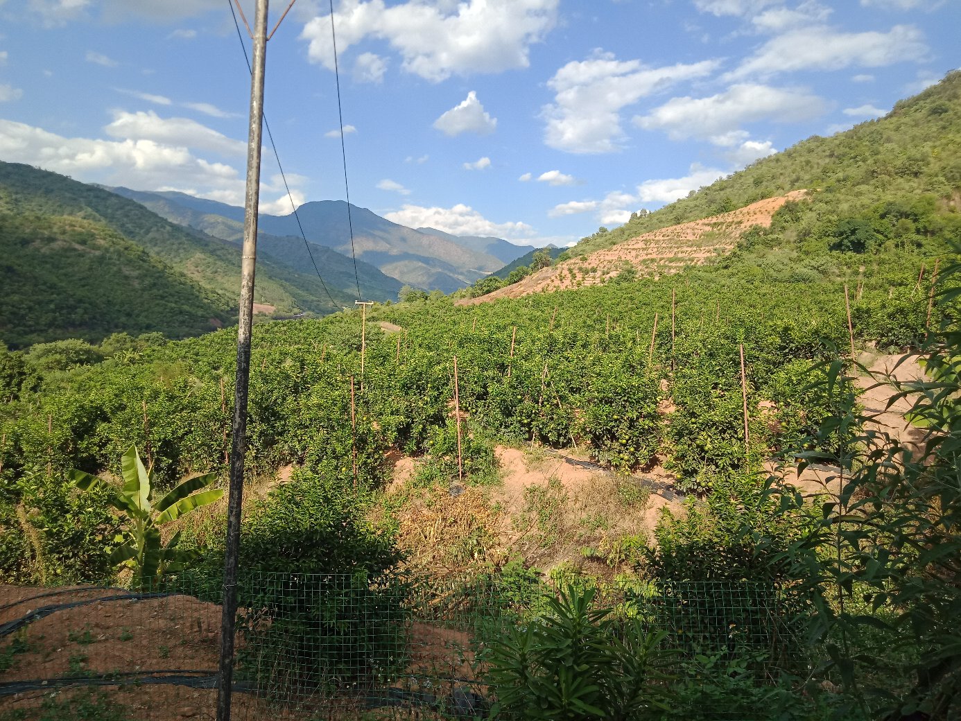 葡萄柚果园全景图