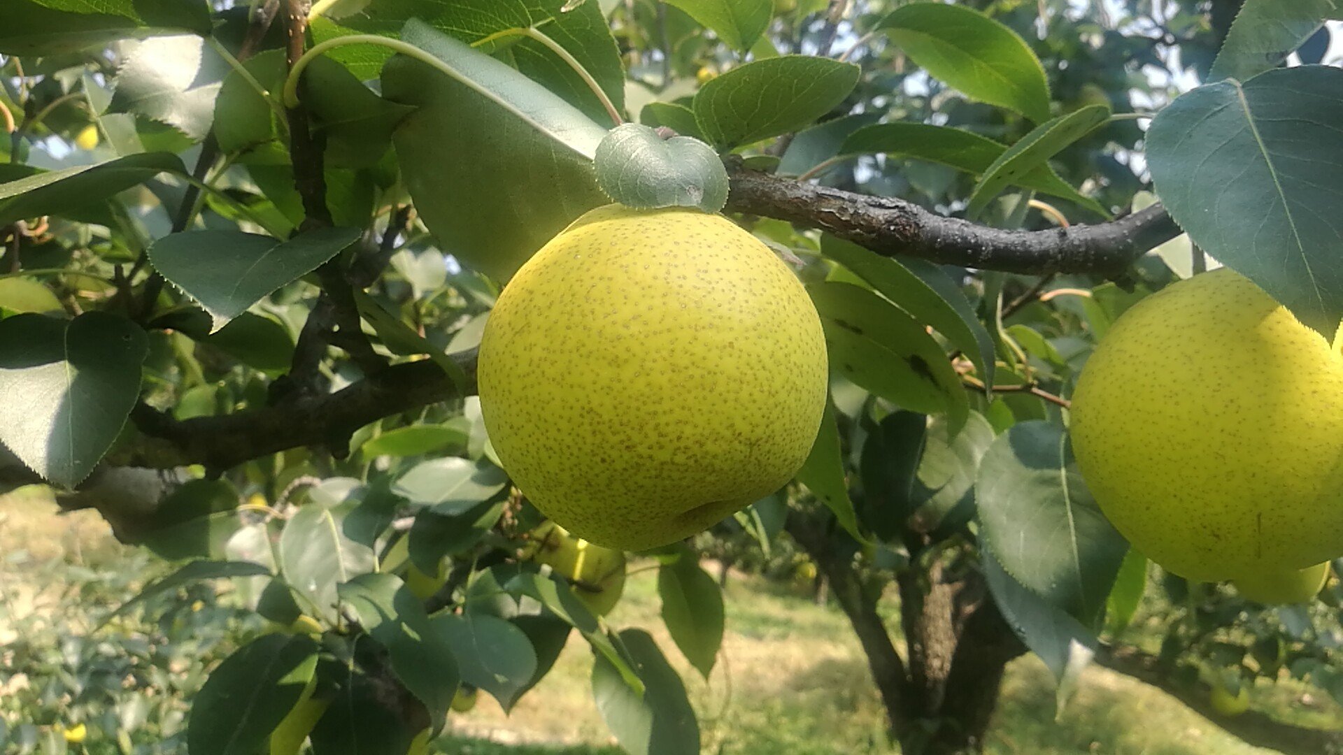 梨花与幼果结构示意图