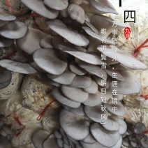 平菇菌棒，