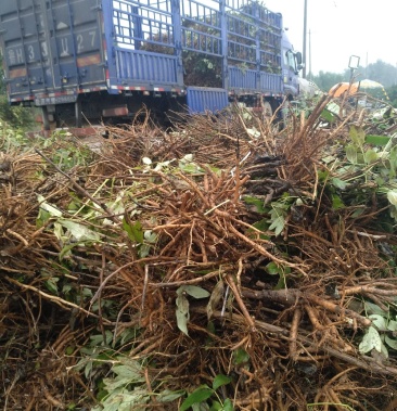 牡丹苗 凤丹皮 1年2年3年4年5年生油用牡丹苗根多股