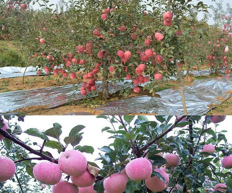 嘎啦苹果在不同时间段的食用场景对比图