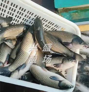 北方地区淡水大草鱼批发养鱼场直售各种淡水鱼
