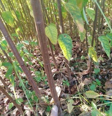 山乌桕苗!地苗,袋苗都有,质优价廉,诚信可靠!基地直供!