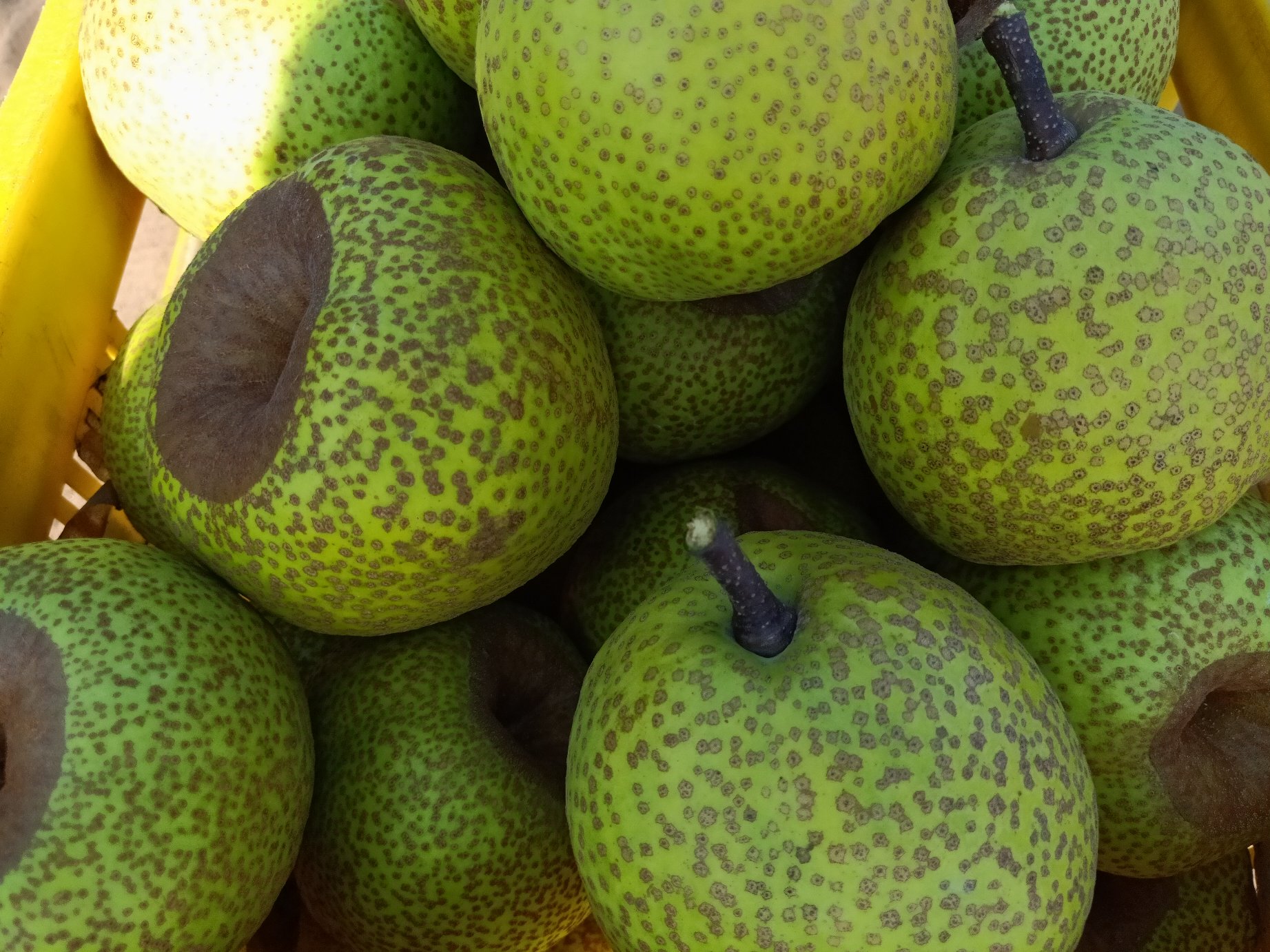 清晨时分的莱阳秋月梨果园,身穿工作服的果农正在梯子上手工采摘成熟的梨子,使用专用果篮轻放收集,阳光透过树叶洒在果实表面,展现生态化、精细化的人工采收过程 莱阳秋月梨采摘现场