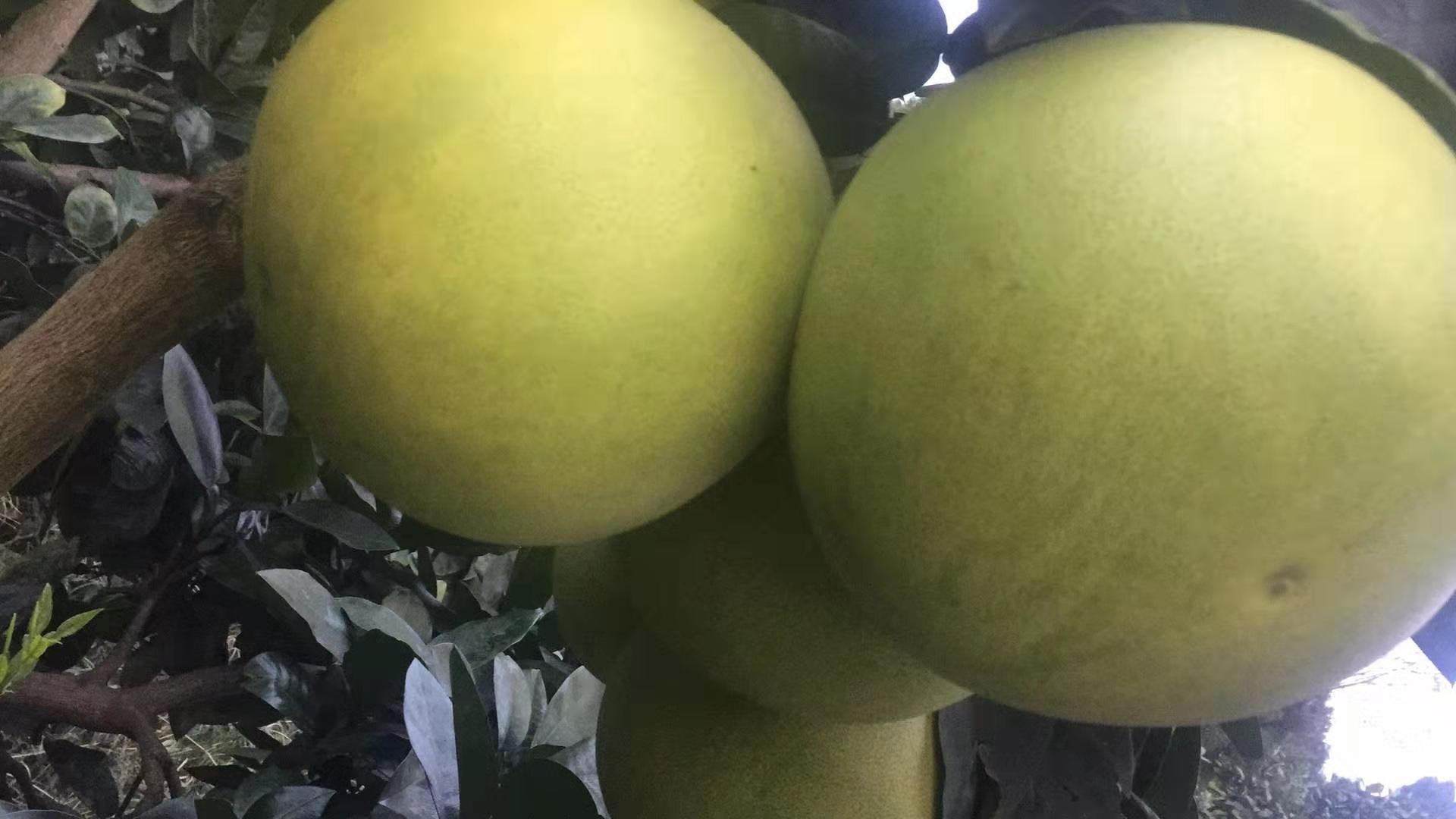 一片位于美国德克萨斯州的红心柚果园,阳光明媚,树上挂满圆形粉红色果实,叶片翠绿有光泽,地面覆盖浅褐色土壤,远处可见灌溉系统管道 果园实景