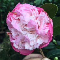 名贵品种茶花：艾尔西朱瑞茶花苗产地发货快递包邮