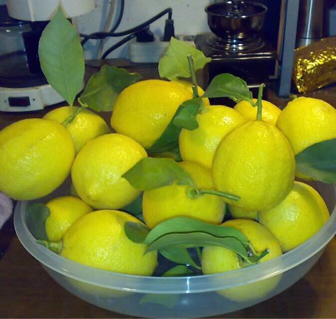 俯拍视角:木质砧板上切开的安岳柠檬,不锈钢锅中小火煮制的柠檬草水,玻璃壶中混合后的茶汤,陶瓷杯盛装成品,旁边放置计量勺与标签纸,体现科学配比理念 家庭厨房中柠檬草柠檬养生茶制作过程