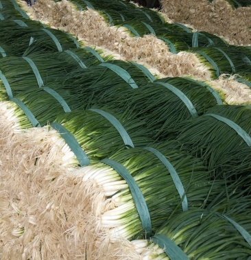 云南精品黑葱一手货源产地直供质量过硬专业代办