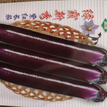 绿霸新秀茄子种子，1000粒深紫红色中早熟果顺直美观
