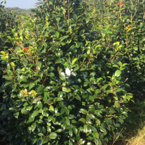 自产自销精品茶花树😯