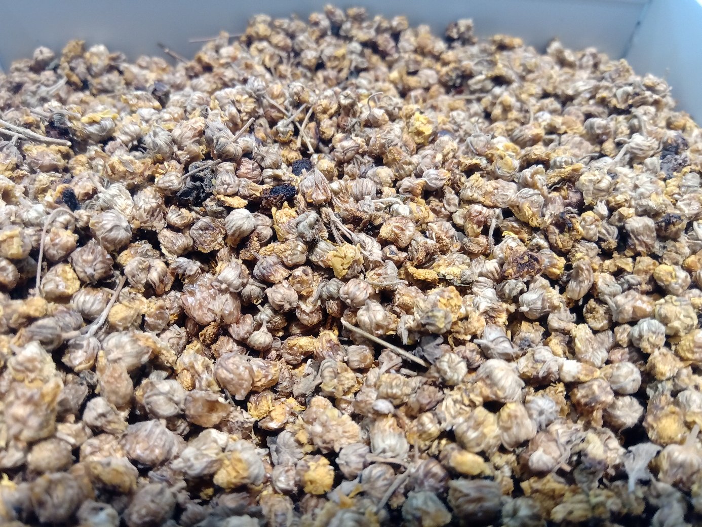 野菊花干花特写