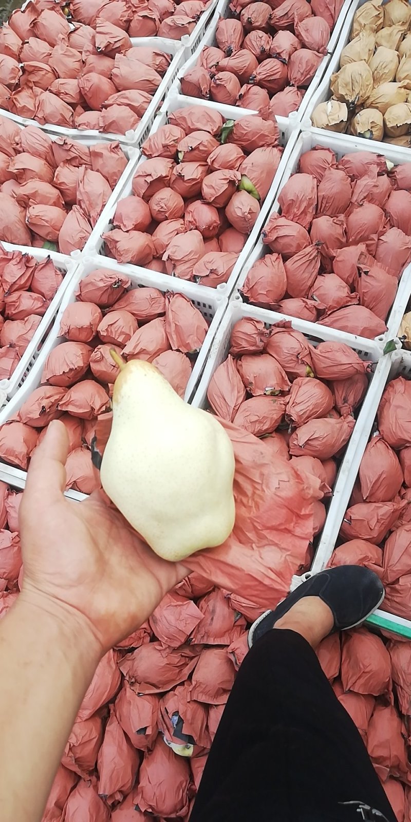 河北石家庄晋州市梨 0.90元/斤贵妃梨