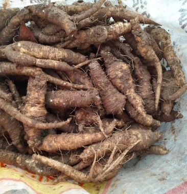 大别山野生 新鲜四叶参 山海螺 奶参 现货