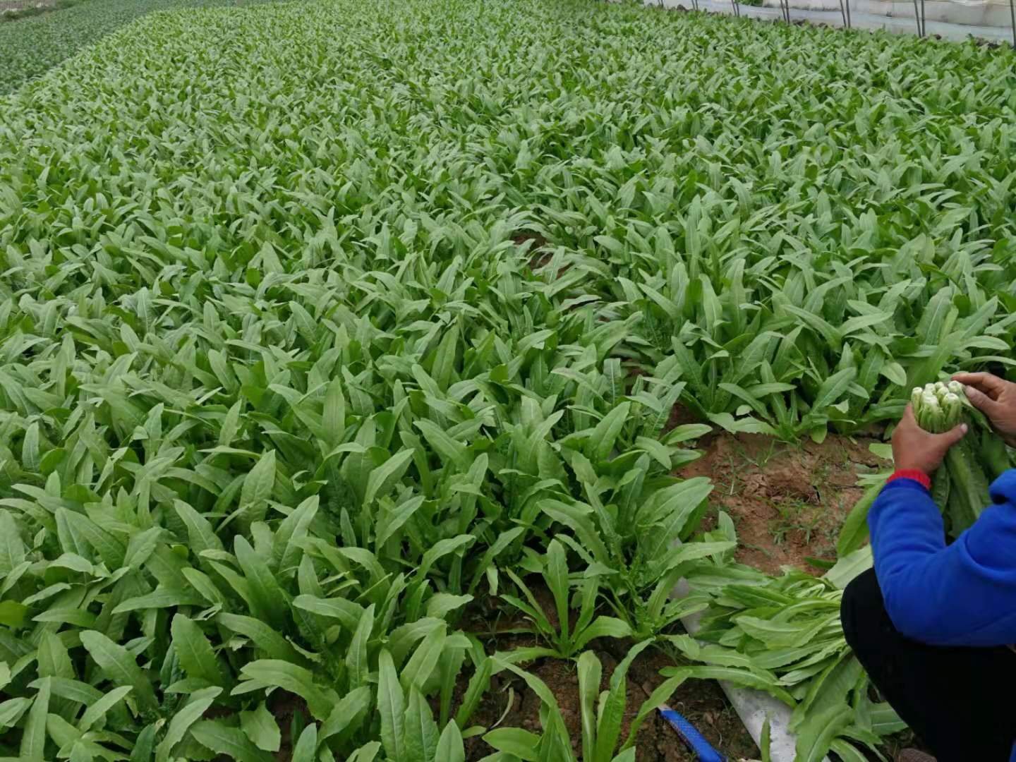 秦优10号油菜大面积种植基地航拍图,展现规模化种植景象 秦优10号油菜种植基地航拍图