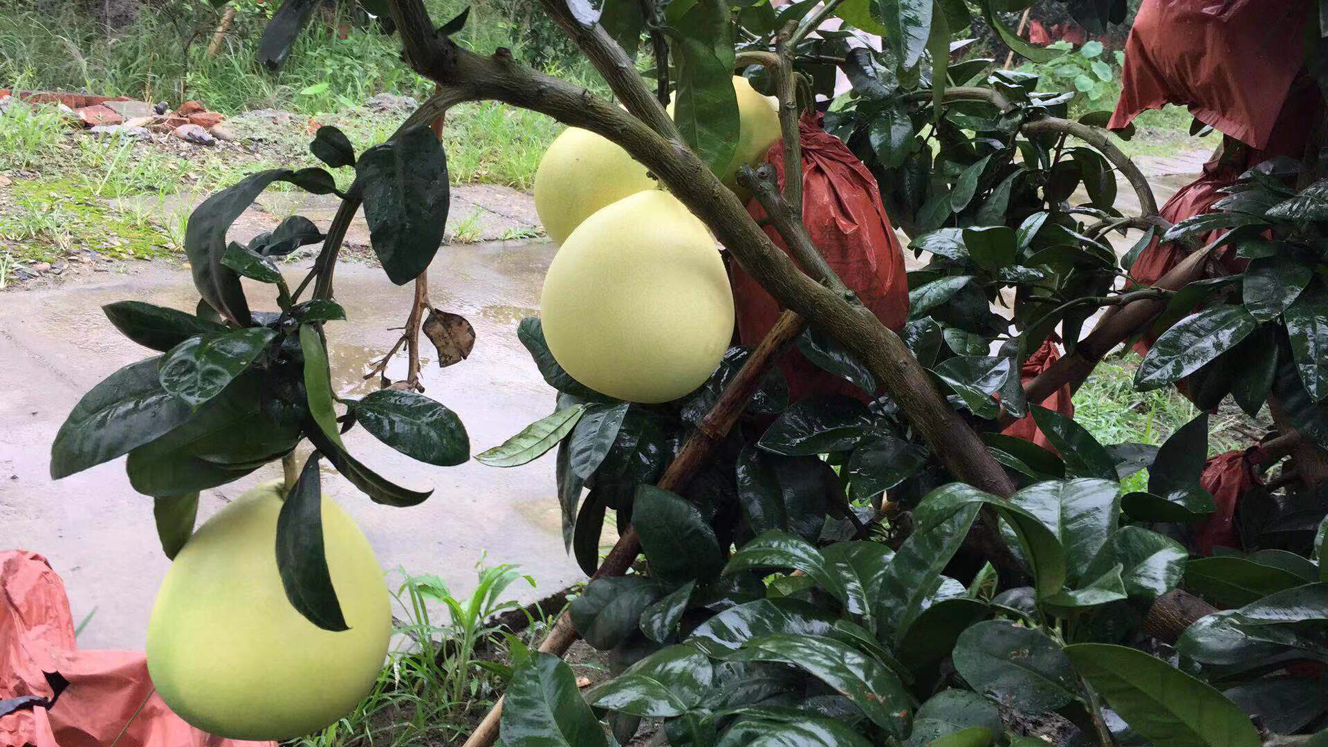 丰收场景：江西赣州信丰县柚园中，果农正将刚采摘的新鲜红心柚子柚子装入竹编筐，阳光透过柚叶洒在果实表面，筐内堆叠着数十颗青黄带红晕的饱满柚子，远处可见连绵起伏的绿色山丘与“国家地理标志产品”标识牌