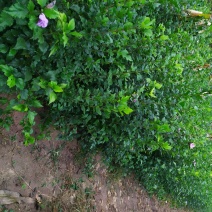 供应，丛生木槿80-150高，4个分枝