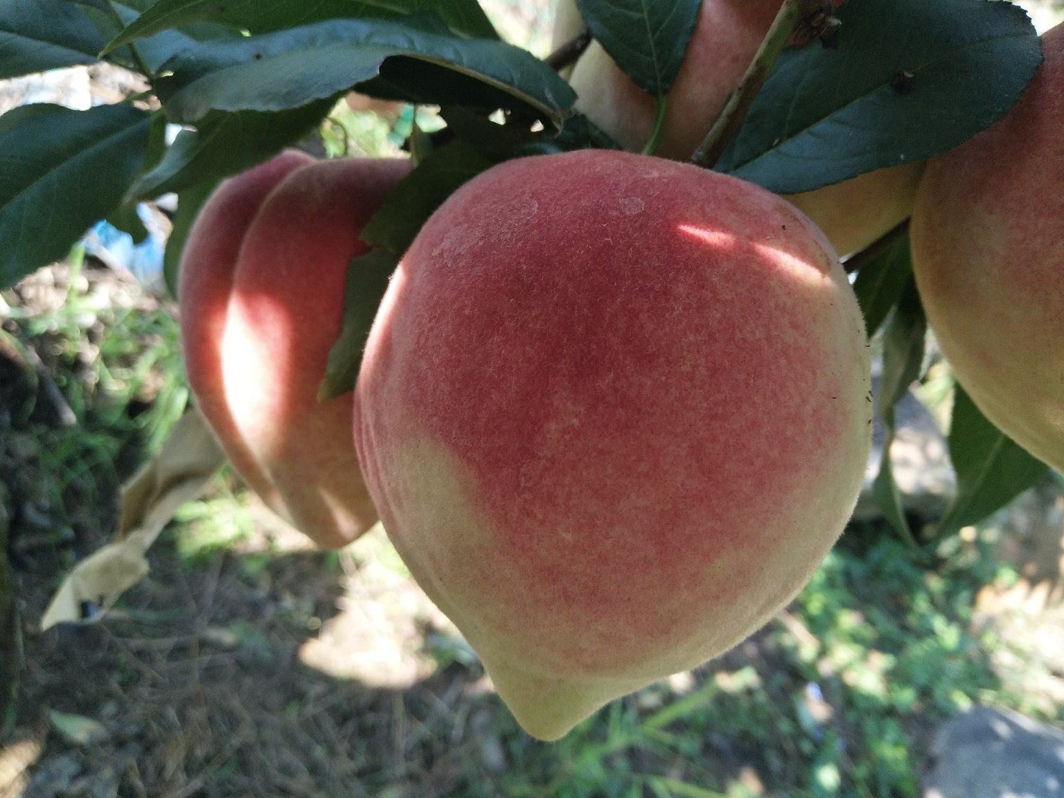 中华寿桃特写展示其饱满果实与鲜艳色泽