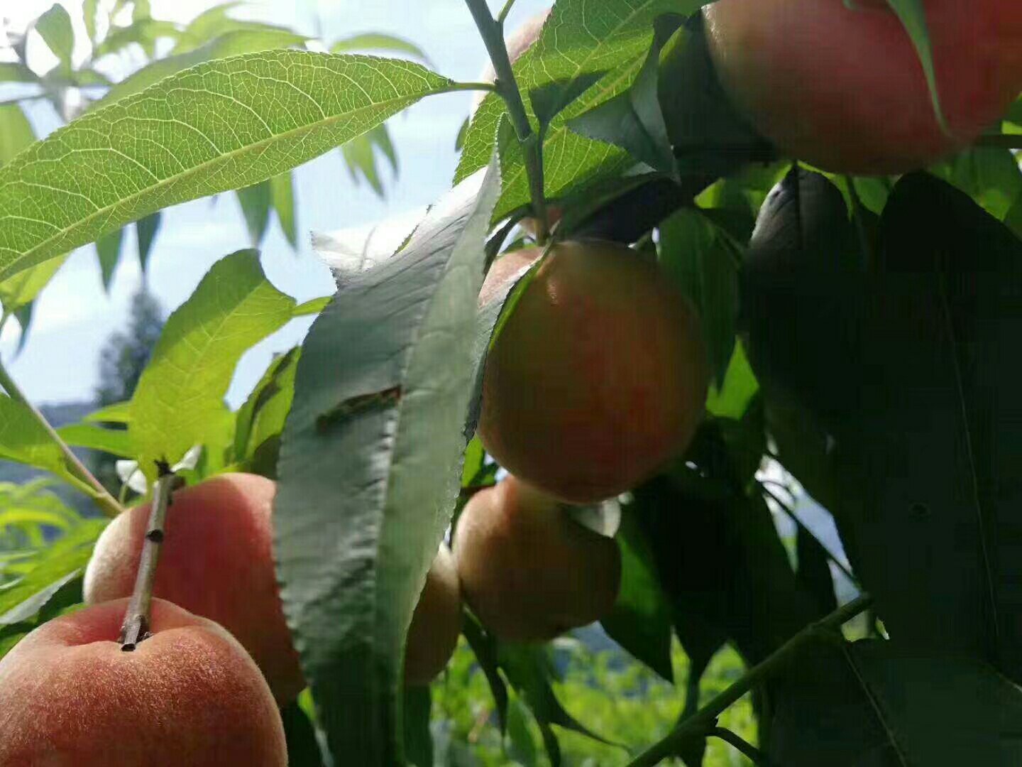 冬桃果园实景图