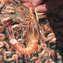 磷虾干