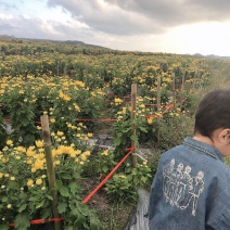 金丝皇菊