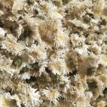 白菊花七月菊花大货一手货源