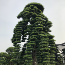特色罗汉松适合别墅区绿化观赏