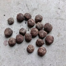 桐油籽