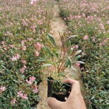 千鸟花基地直供一手货源