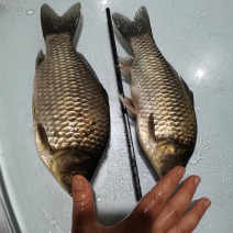 出售草鱼，鲫鱼