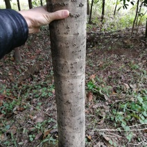 红叶石楠，桂花，香樟，紫薇，楠树
