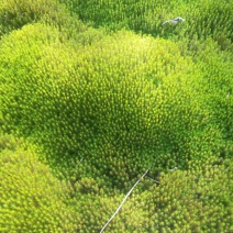金发鲜是绿化最漂亮的苔藓，在室内可设计景观，