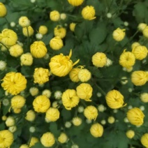 干湿金丝皇菊