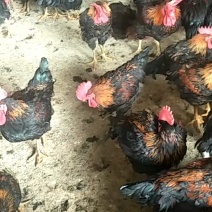 茶花鸡鸡羽漂亮散养