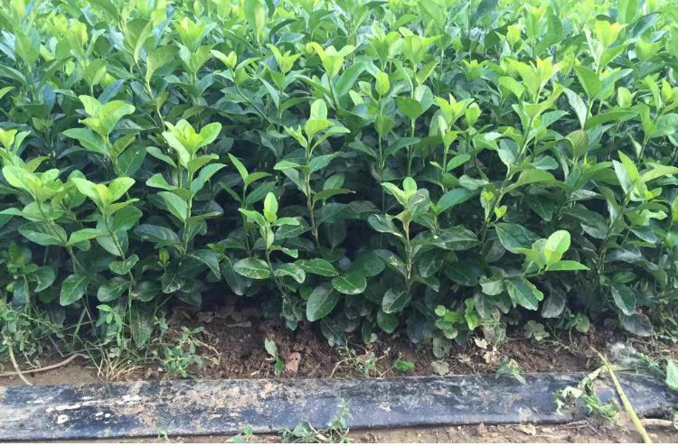 波斯菊花田地膜覆盖与人工除草结合管理