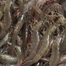 虾，海虾，海对虾，围基虾一斤两盒