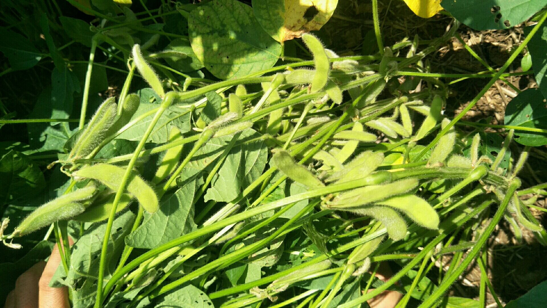 白扁豆特写