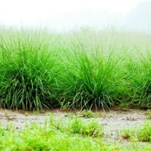 弯叶画眉草种子高速公路护坡河岸护堤水土保持植被草籽