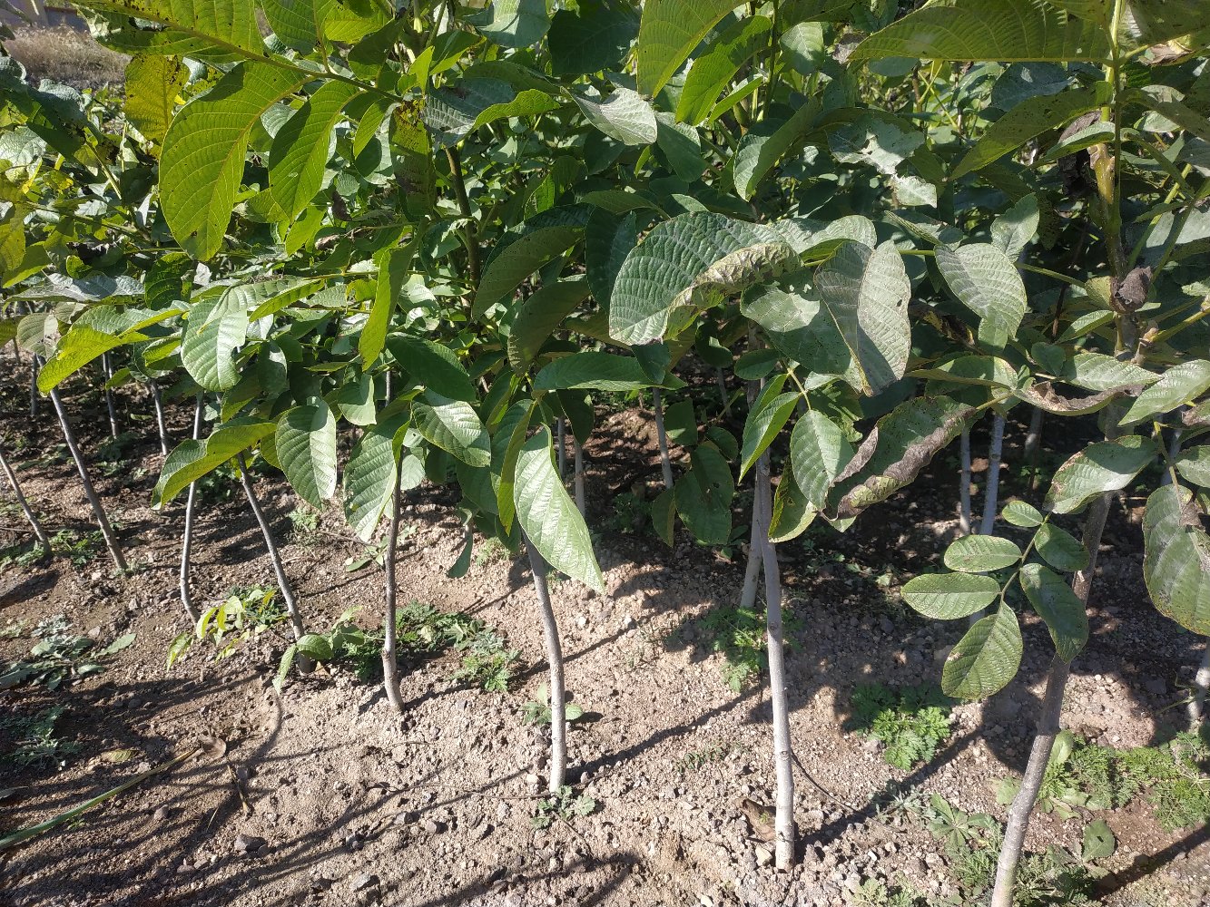 现代化核桃种植园区航拍图