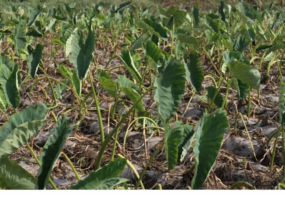 芋头8520田间生长实景