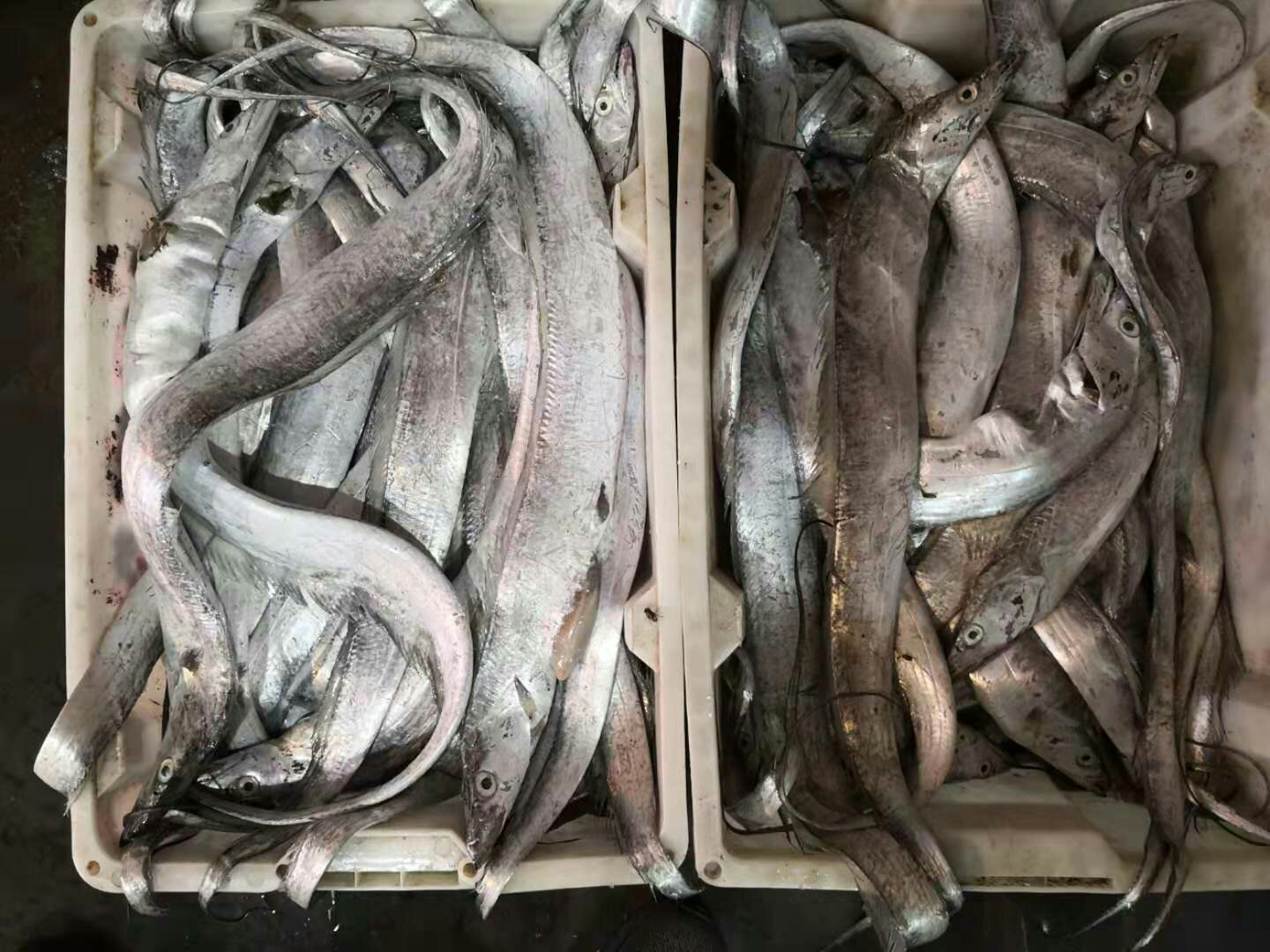 处理后的马来西亚带鱼段