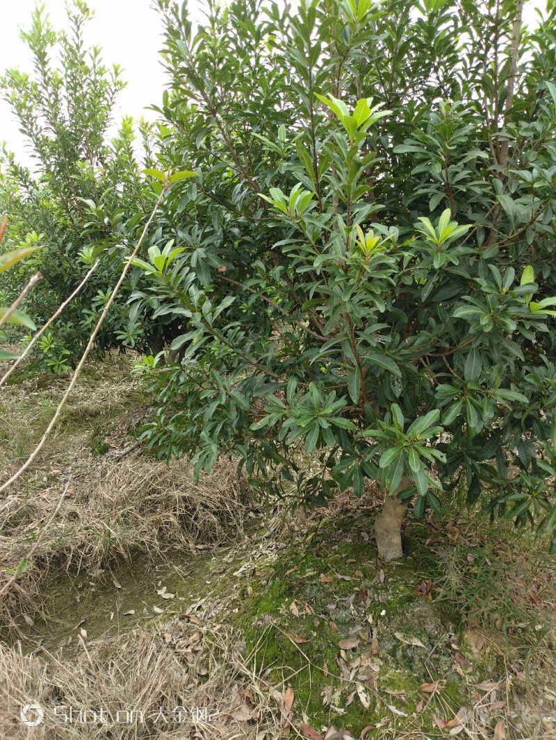 宁波慈溪市荸荠种杨梅树