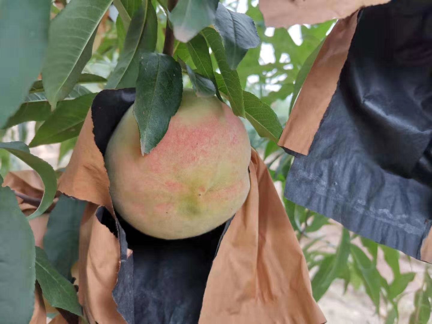 冬桃套袋前后对比图