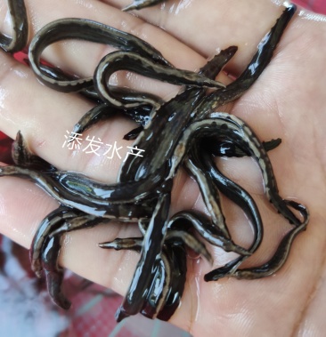 出售刺鳅苗中华大刺鳅鱼苗量大价优欢迎来电咨询